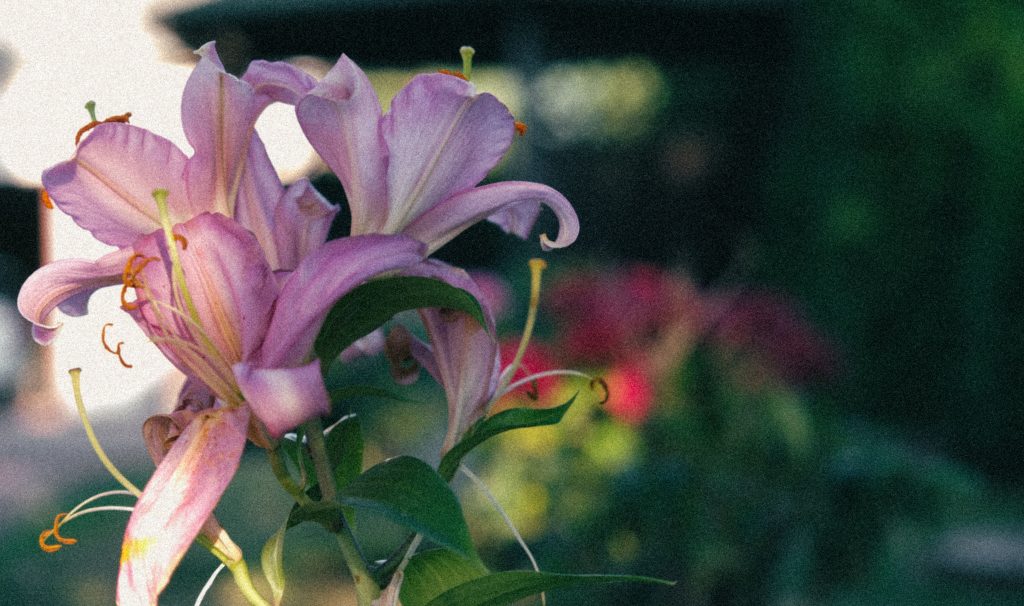 This is why Lily´s Ray “Listicles” analysis is wrong in different ways. 5 Key Points